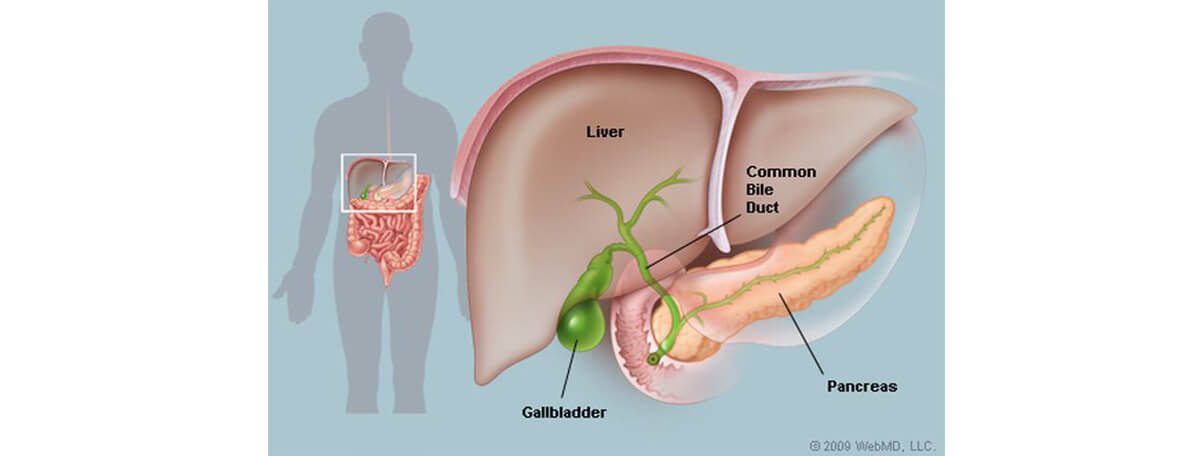 Dr.Samir Website Liver and Gallbladder Services Detailed